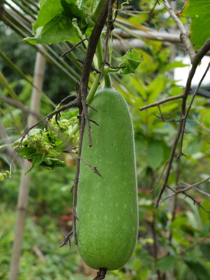 DSCF7734