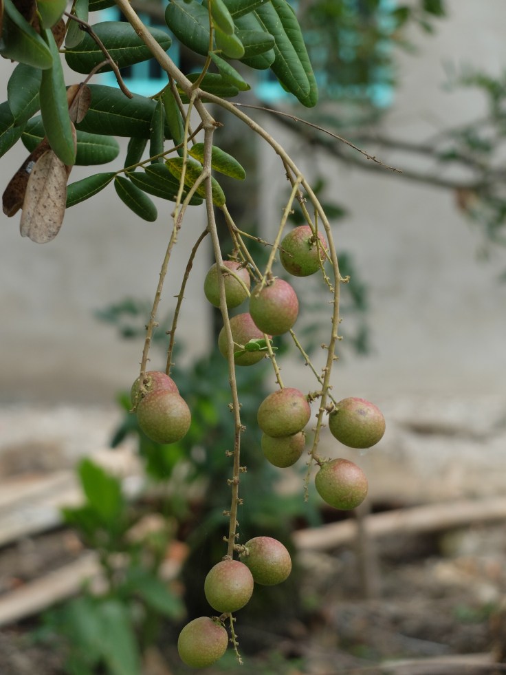 DSCF7743