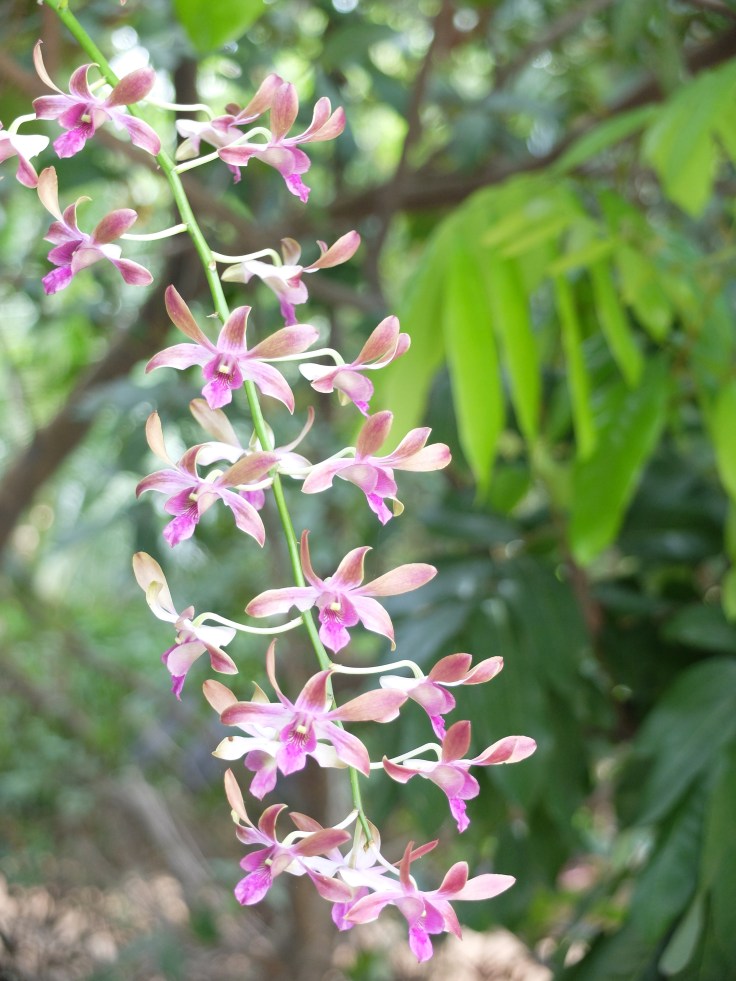DSCF7761