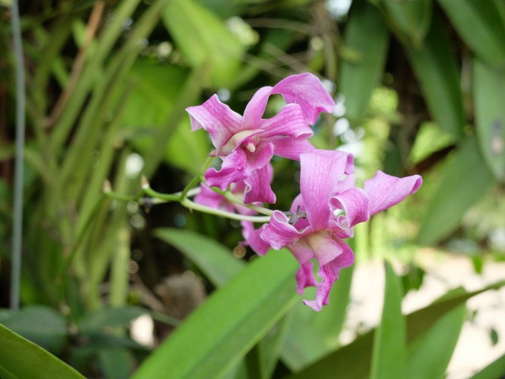DSCF0024