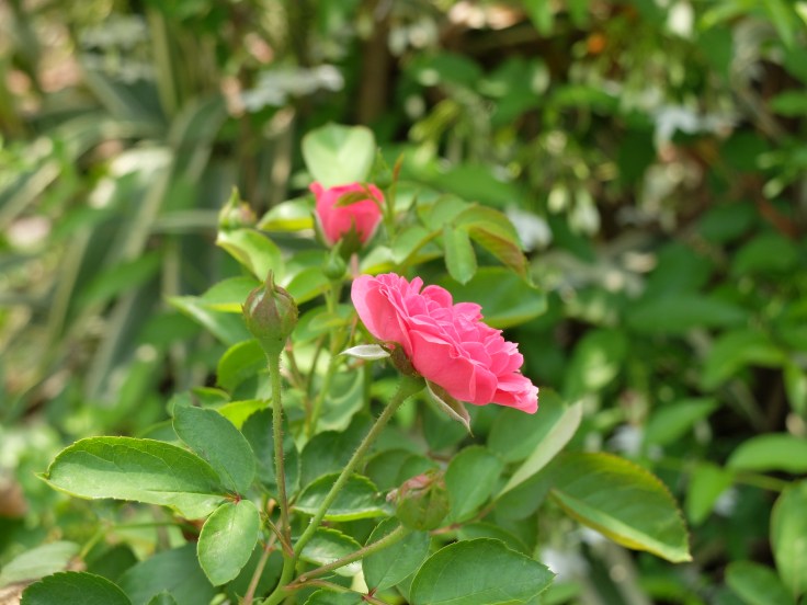 DSCF0026