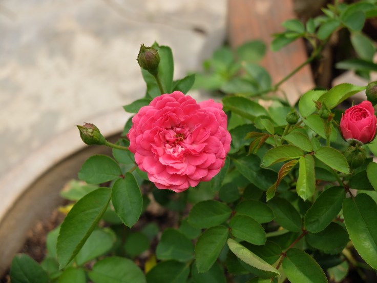 DSCF0032