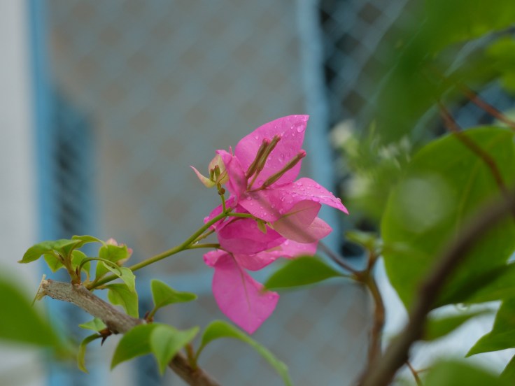 DSCF0816