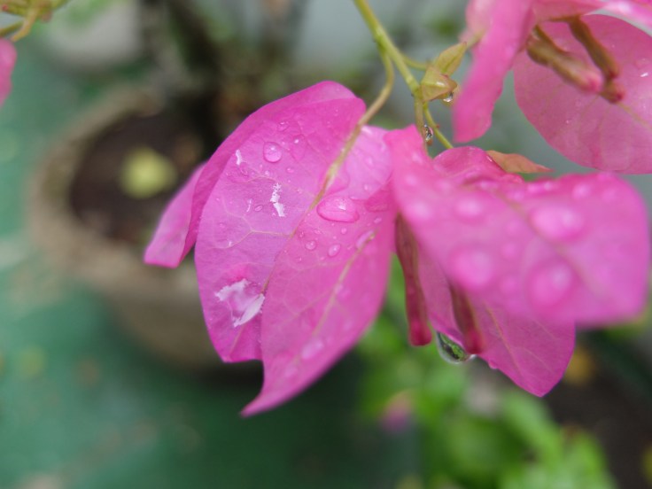 DSCF0819