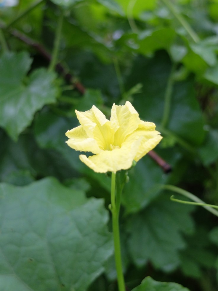 DSCF0934